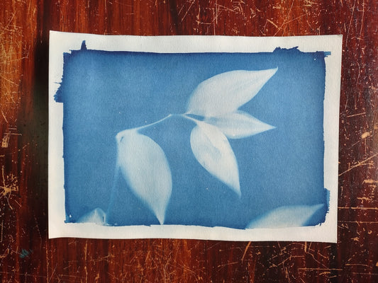 Cyanotypes Printmaking 12+