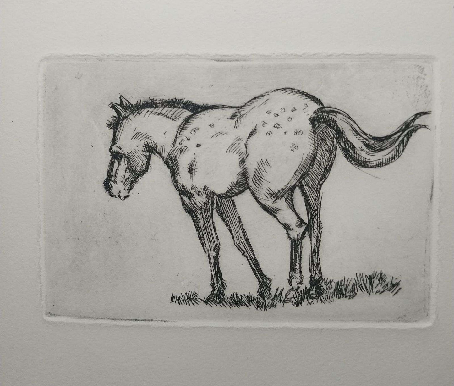 Drawing Horses 12+