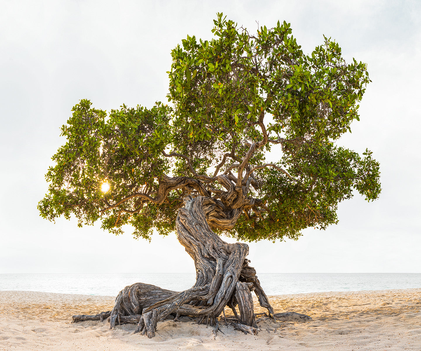 Seeing with your Photographic Eye 12+