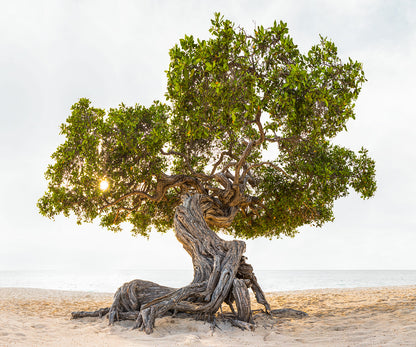 Seeing with your Photographic Eye 12+