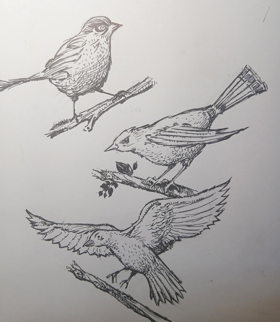 Tue, Sept 29 | How to Draw Birds 12+