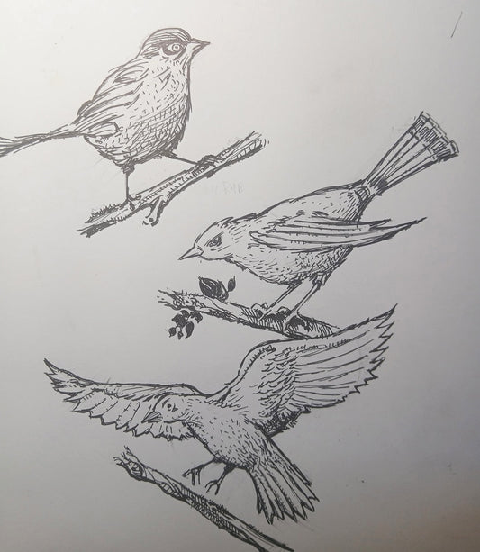 Tue, Sept 29 | How to Draw Birds 12+