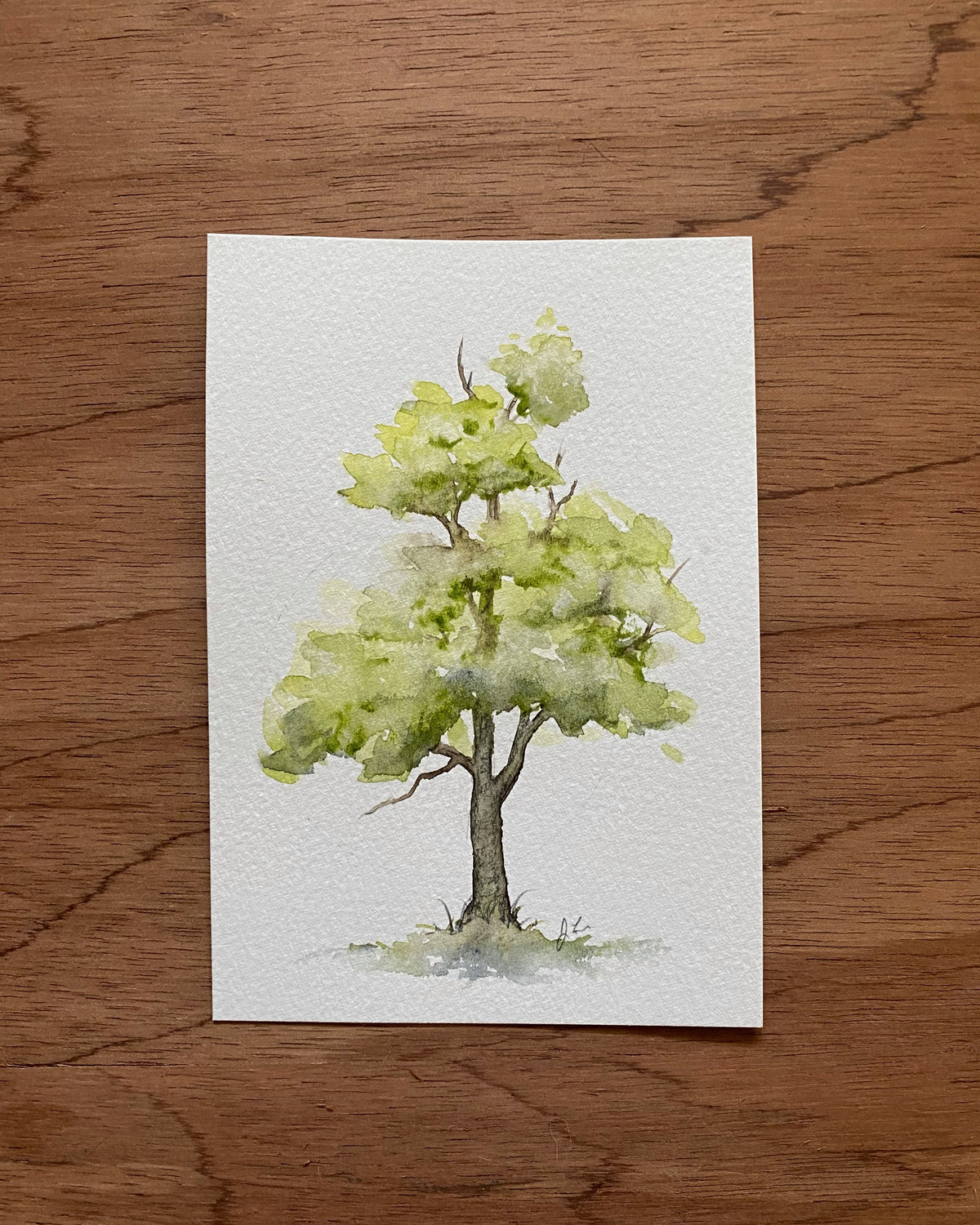 Thurs Feb.11 | Watercolor Trees 12+